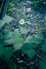 路肩の草花