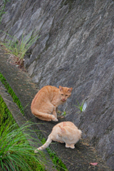 野良にゃんこ