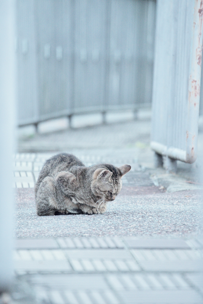 野良にゃんこ