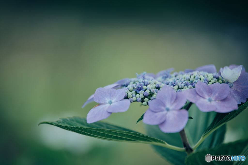紫陽花
