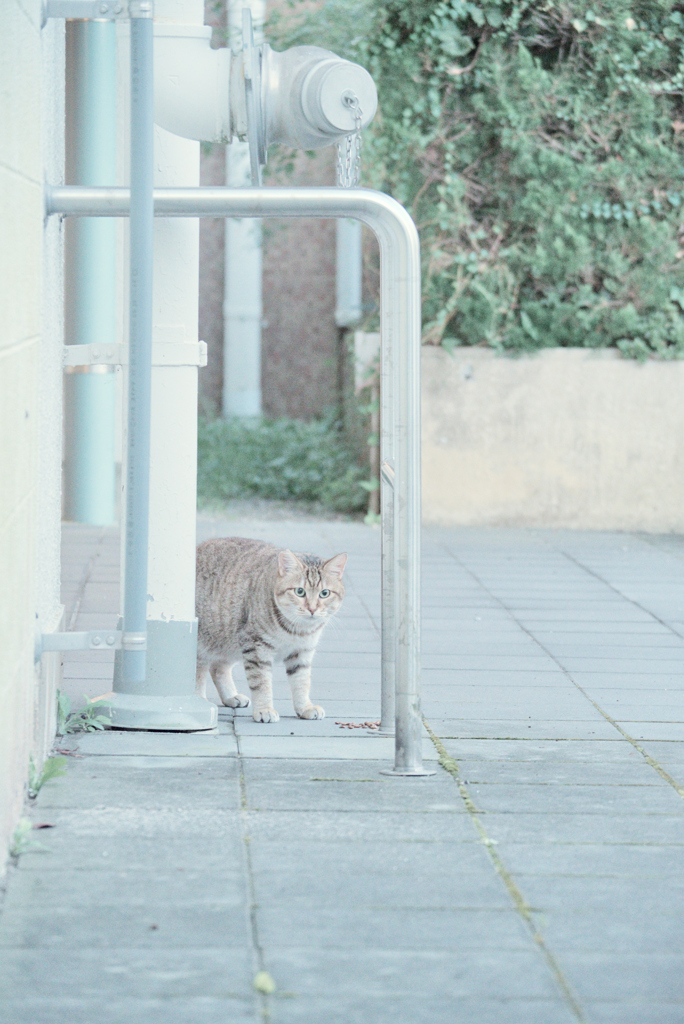 野良にゃんこ