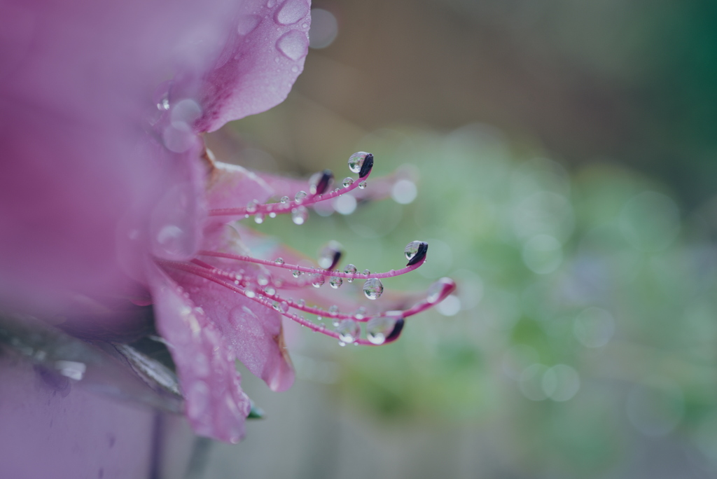 雨上がりのツツジ