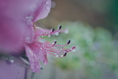 雨上がりのツツジ