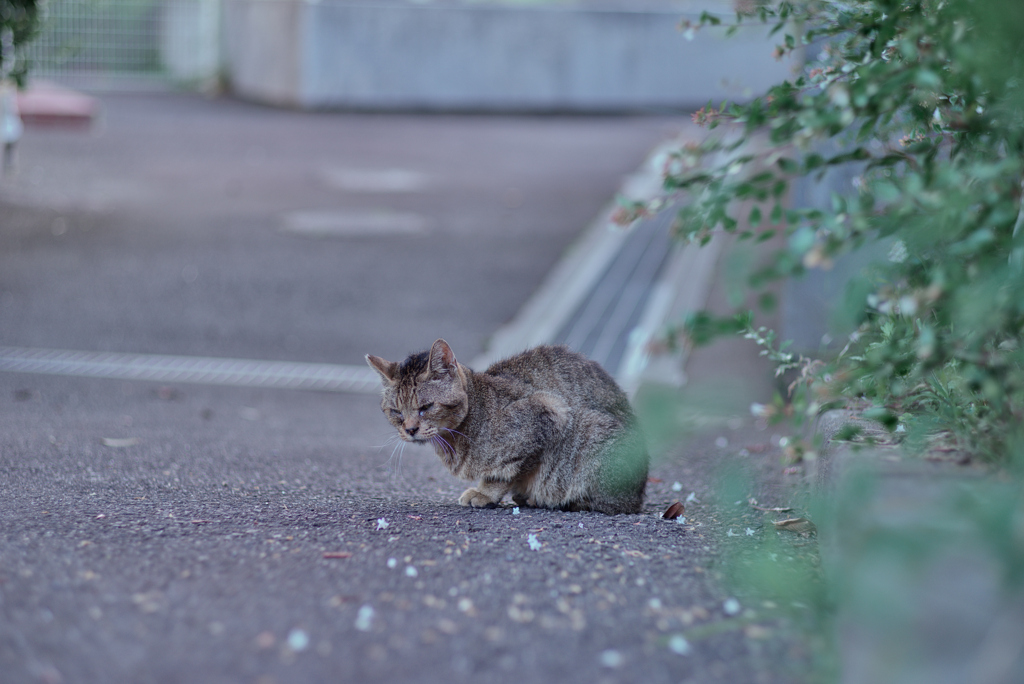 野良にゃんこ