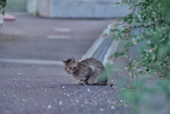 野良にゃんこ