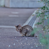 野良にゃんこ