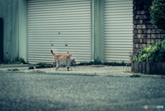 野良にゃんこ