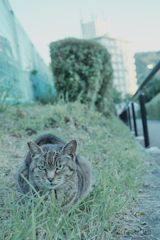 野良にゃんこ