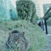 野良にゃんこ