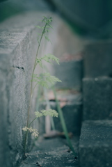 路肩の草花