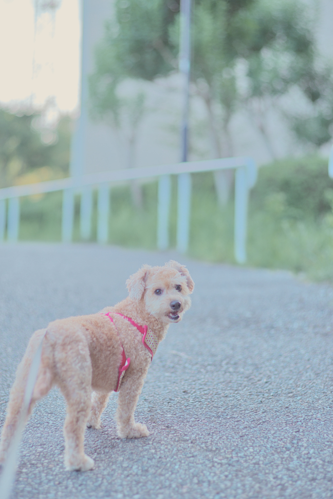 愛犬