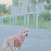 愛犬