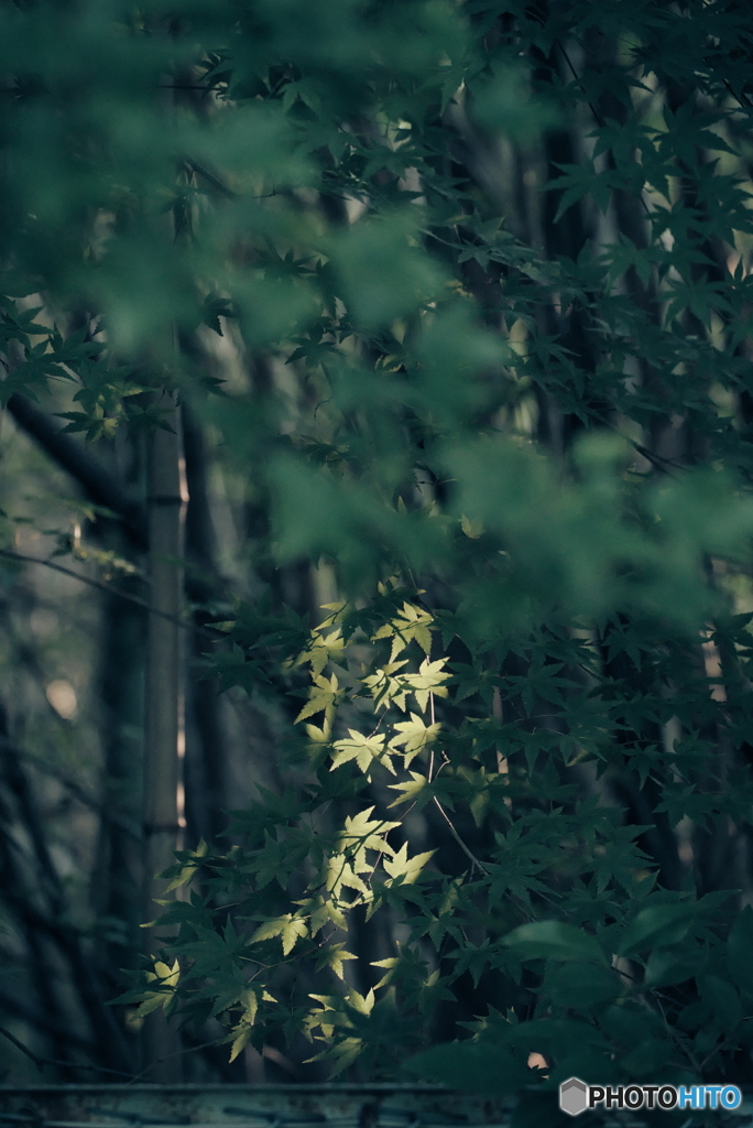 照らされる紅葉