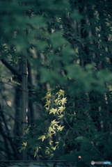 照らされる紅葉