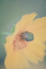 ハナムグリとオオキンケイギク