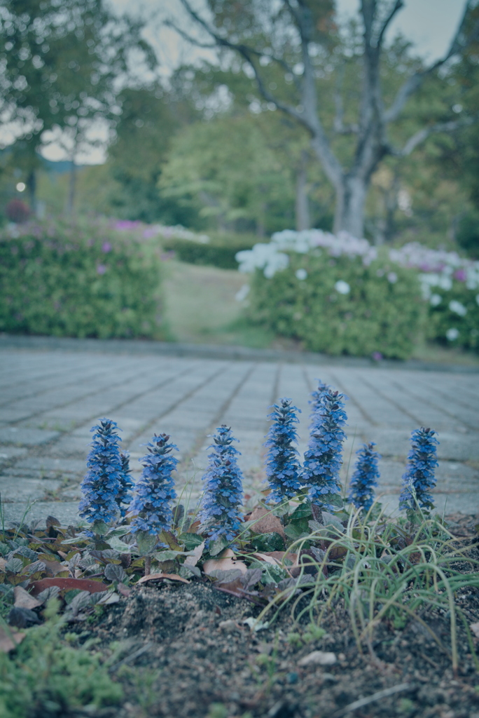 散歩道の草花