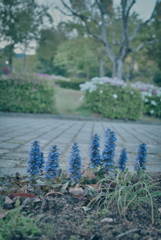 散歩道の草花