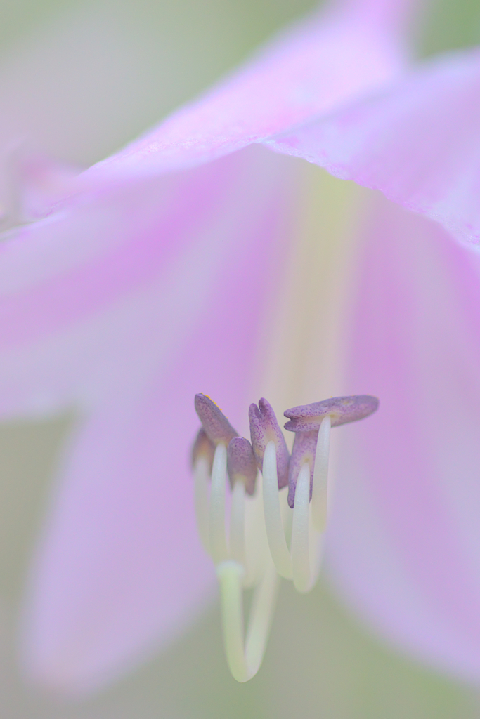 ギボウシ