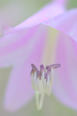 ギボウシ