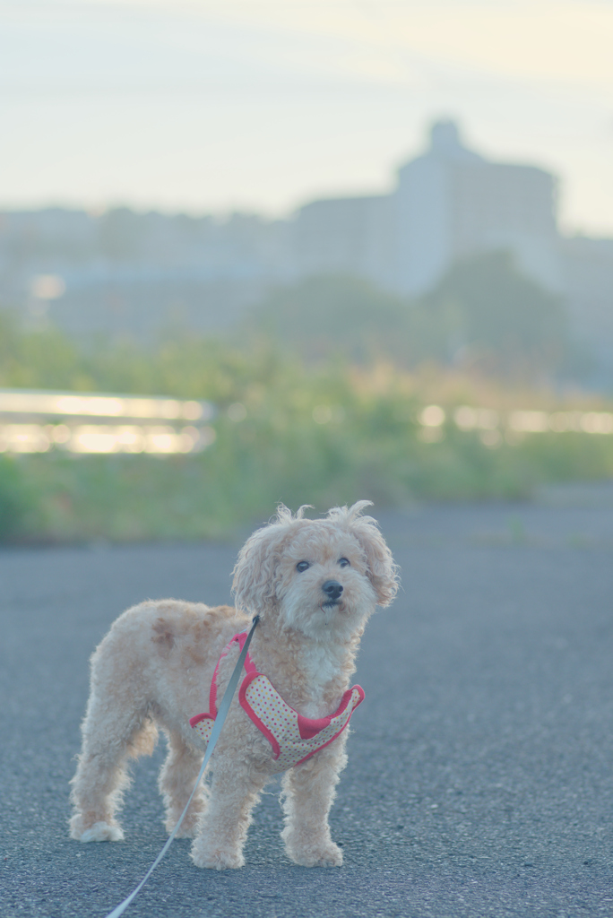 愛犬