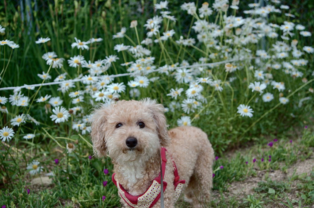愛犬