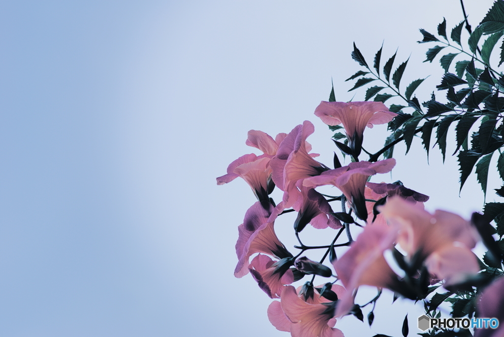 ノウゼンカズラ