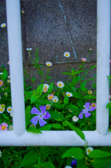 ツルニチニチソウとゲンペイコギク