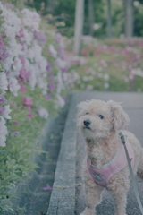 愛犬とつつじ