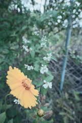 オオキンケイギク