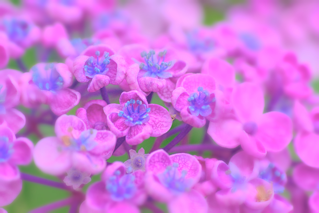 紫陽花