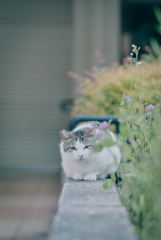 野良にゃんこ