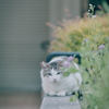 野良にゃんこ