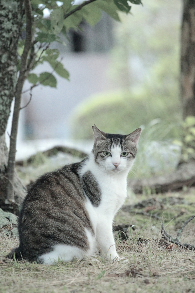 野良にゃんこ
