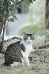 野良にゃんこ
