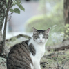 野良にゃんこ