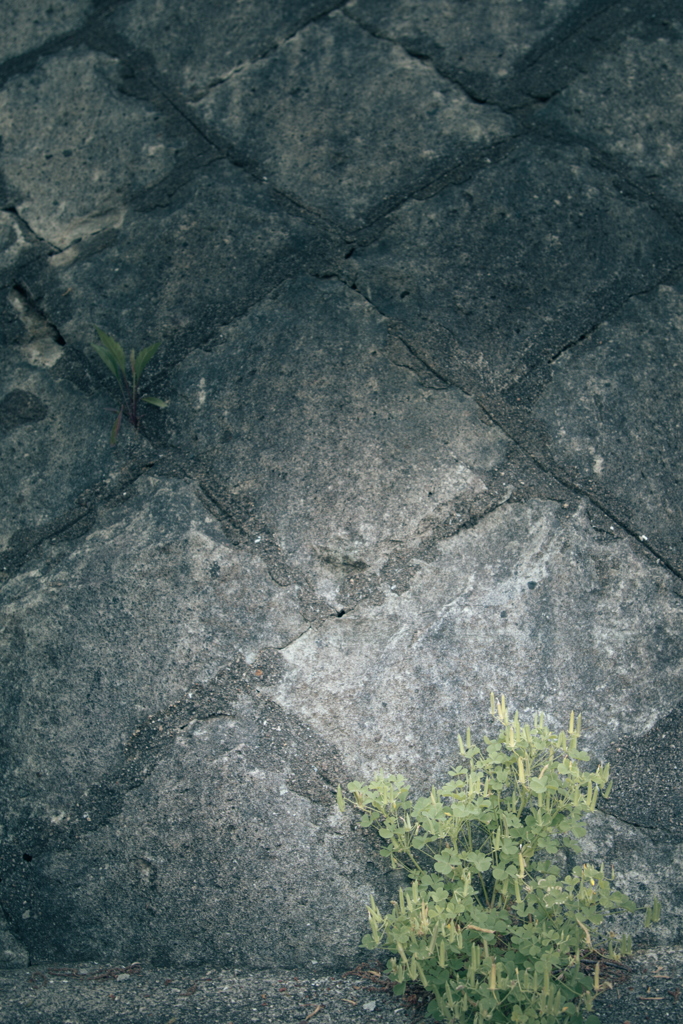 散歩道の草花