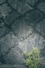 散歩道の草花