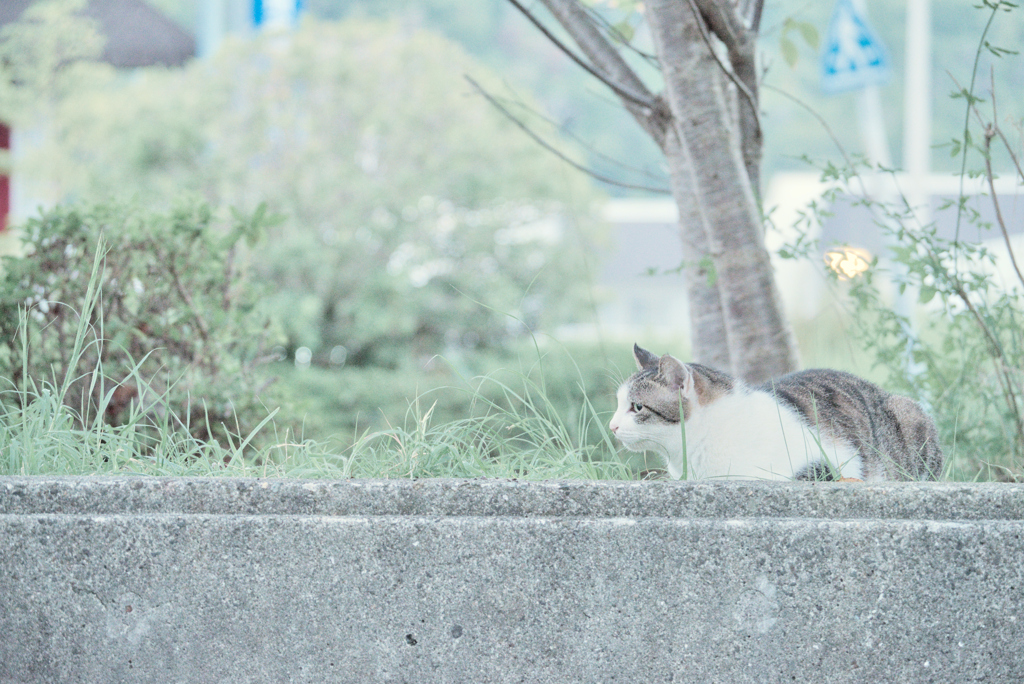 野良にゃんこ
