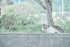 野良にゃんこ