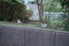 野良にゃんこ