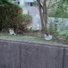 野良にゃんこ