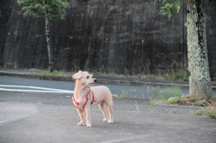 愛犬