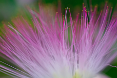 ネムの花