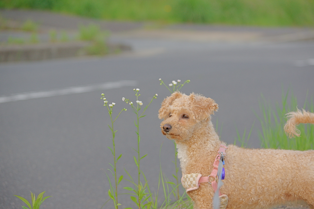 愛犬