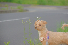 愛犬