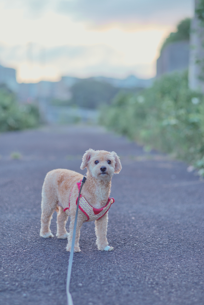 愛犬
