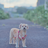 愛犬