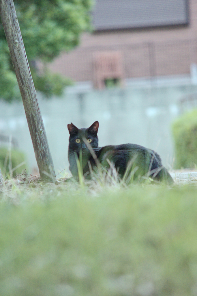 野良にゃんこ