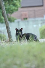 野良にゃんこ