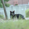 野良にゃんこ
